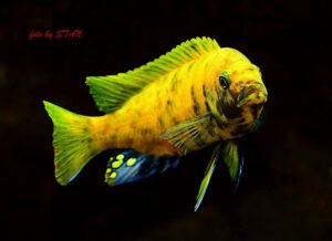 Metriaclima sp. 'zebra gold'